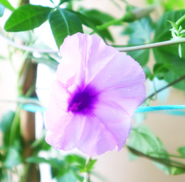 Ipomoea Cairica - Flowering Climbing Vine